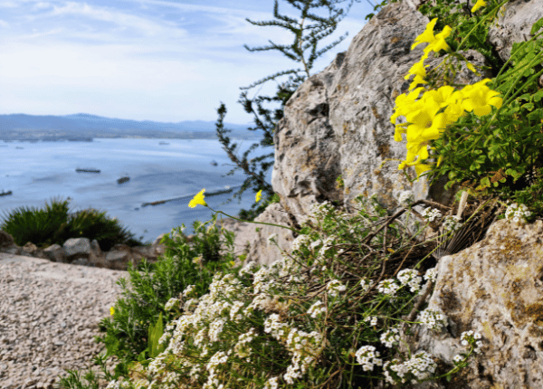 Glück gesucht – Lebensglück gefunden: zarte Blumen am Wegesrand über dem Meer