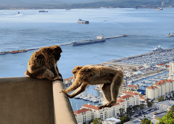 reflectandlearn KW 7: Die Affen turnen über Gibraltar