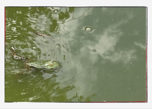 Monatsrückblick Mai 2024: Ein Froschkönig im Gartenteich.