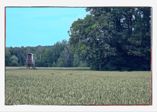 Monatsrückblick Juni 2024: Jägersitz am Waldrand