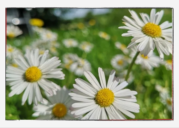 Gänseblümchen und Hoffnung: Nahaufnahme Gänseblümchen