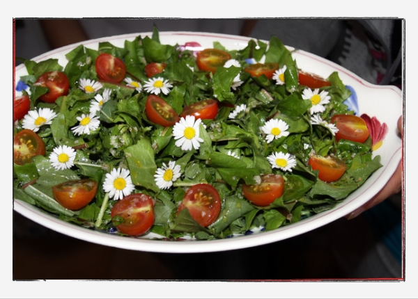 Gänseblümchen und Hoffnung: Gänseblümchensalat