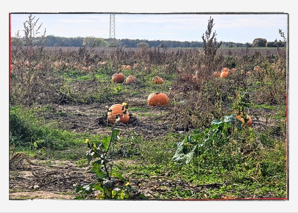 Monatsrückblick Oktober 2024: Kürbisfeld