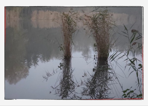 12 von 12 November 2024: Spiegelung von Grasbüscheln im Wasser